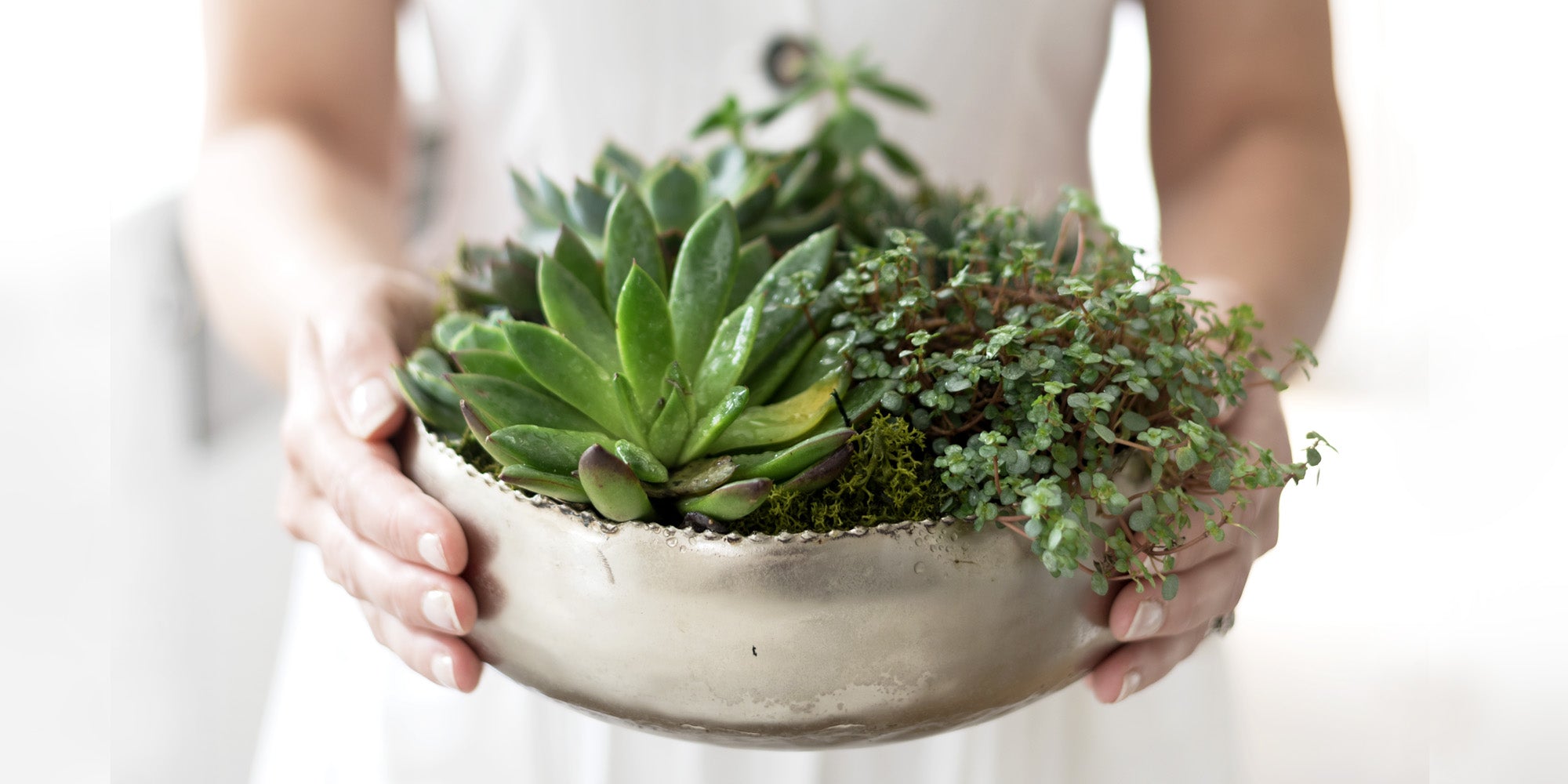 The Succulent Bowl | Hudson Home