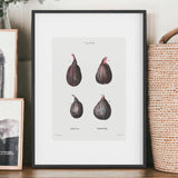 Fig Artwork Print