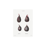vintage figs print for home