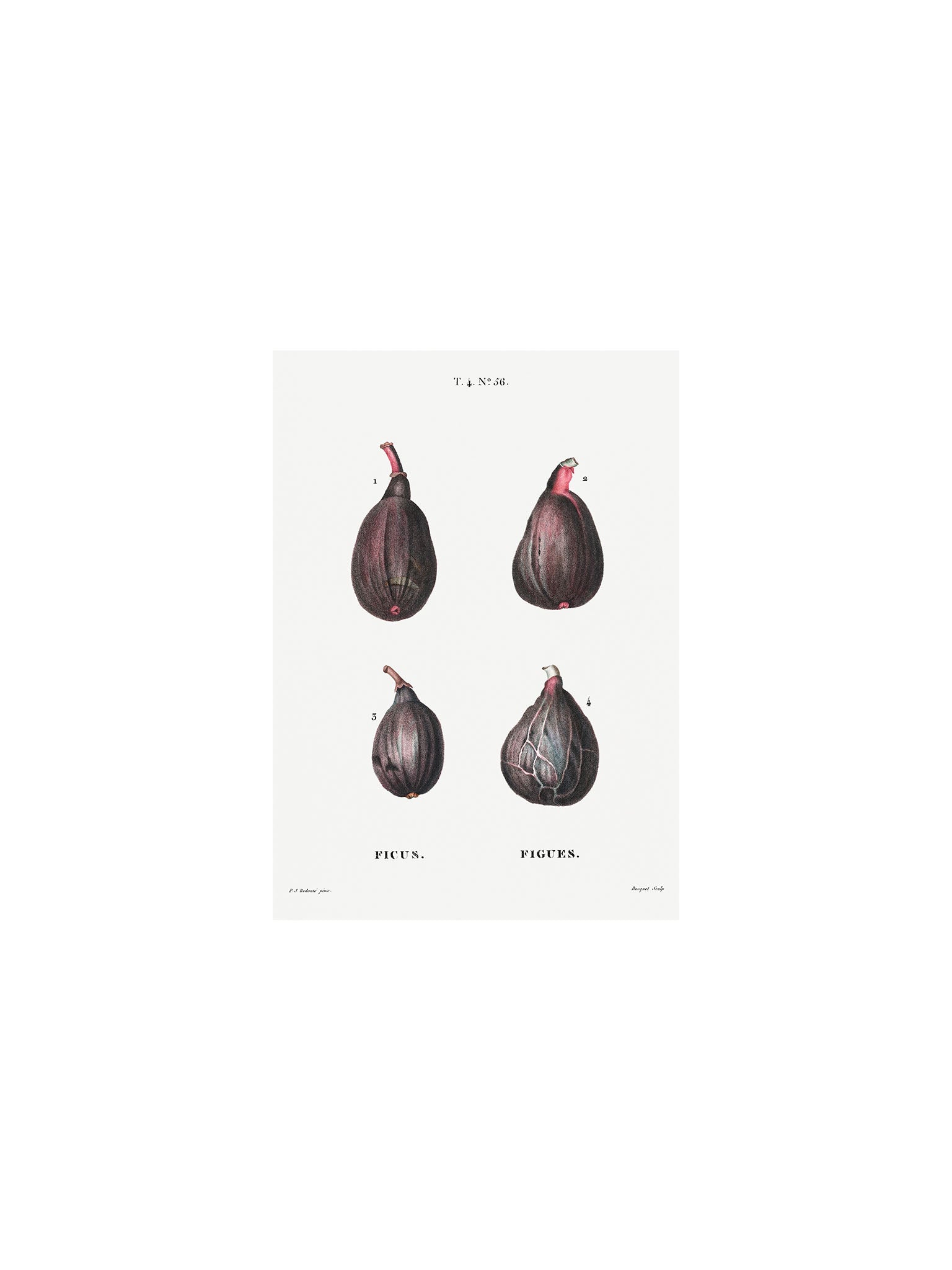 vintage figs print for home