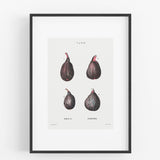 Fig Artwork Print
