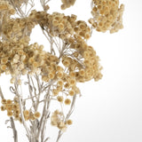 Dried Immortelle