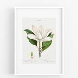 white vintage botanical prints