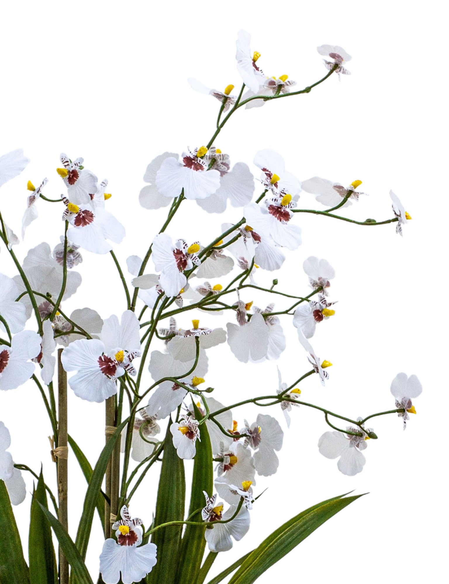 Faux white potted oncidium orchid in terracota pot