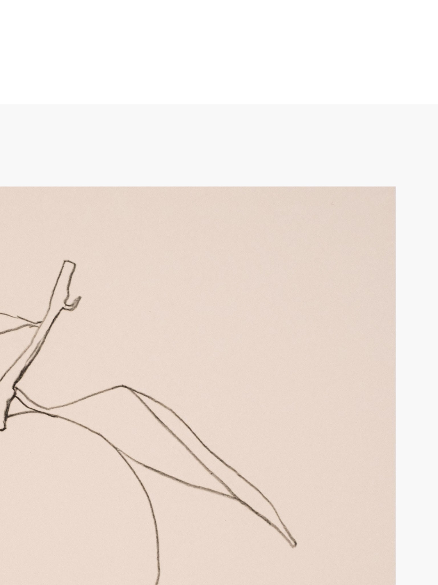Citrus Contour Art Print