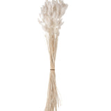 Bleached Lagurus