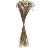 Dried Glixia