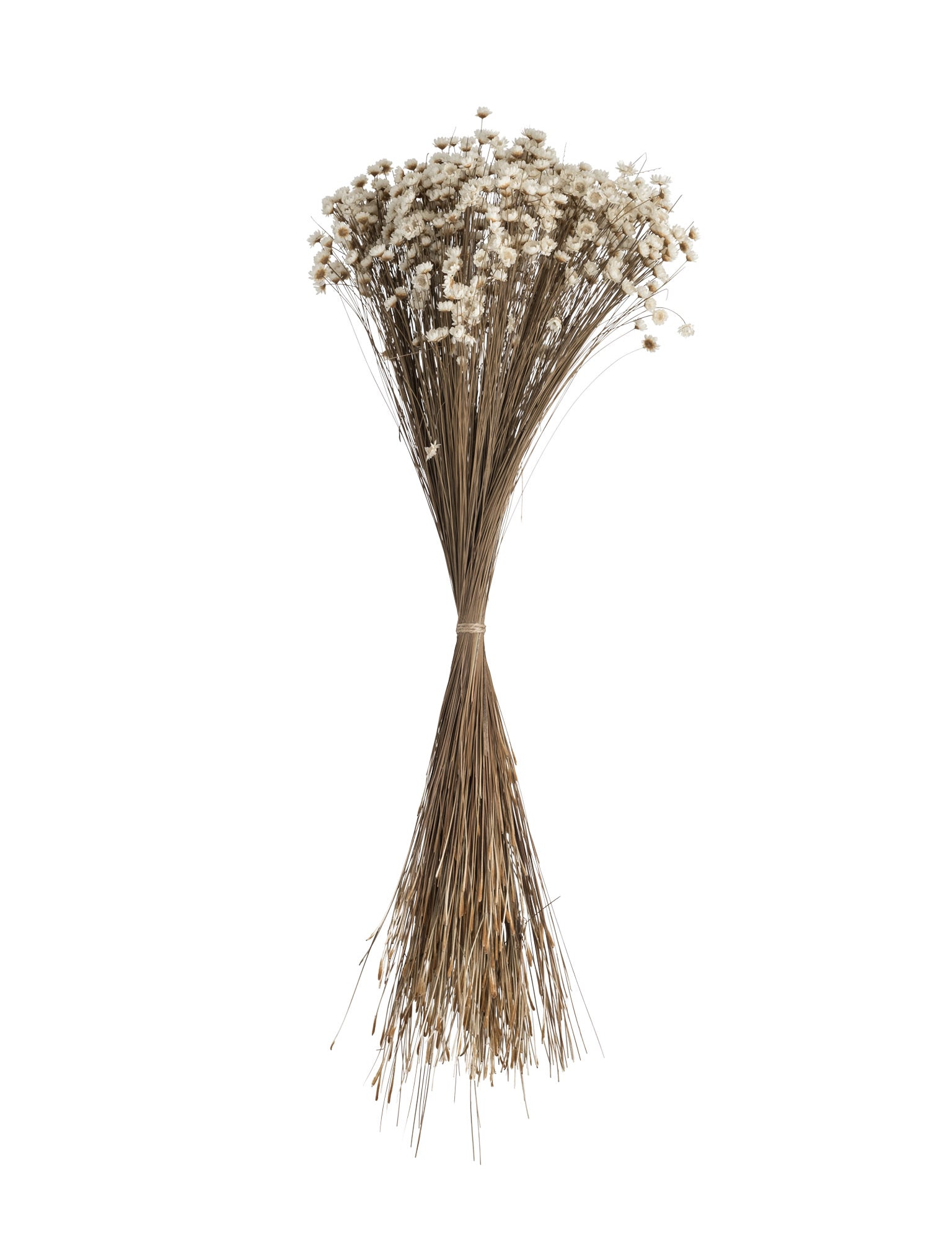 Dried Glixia
