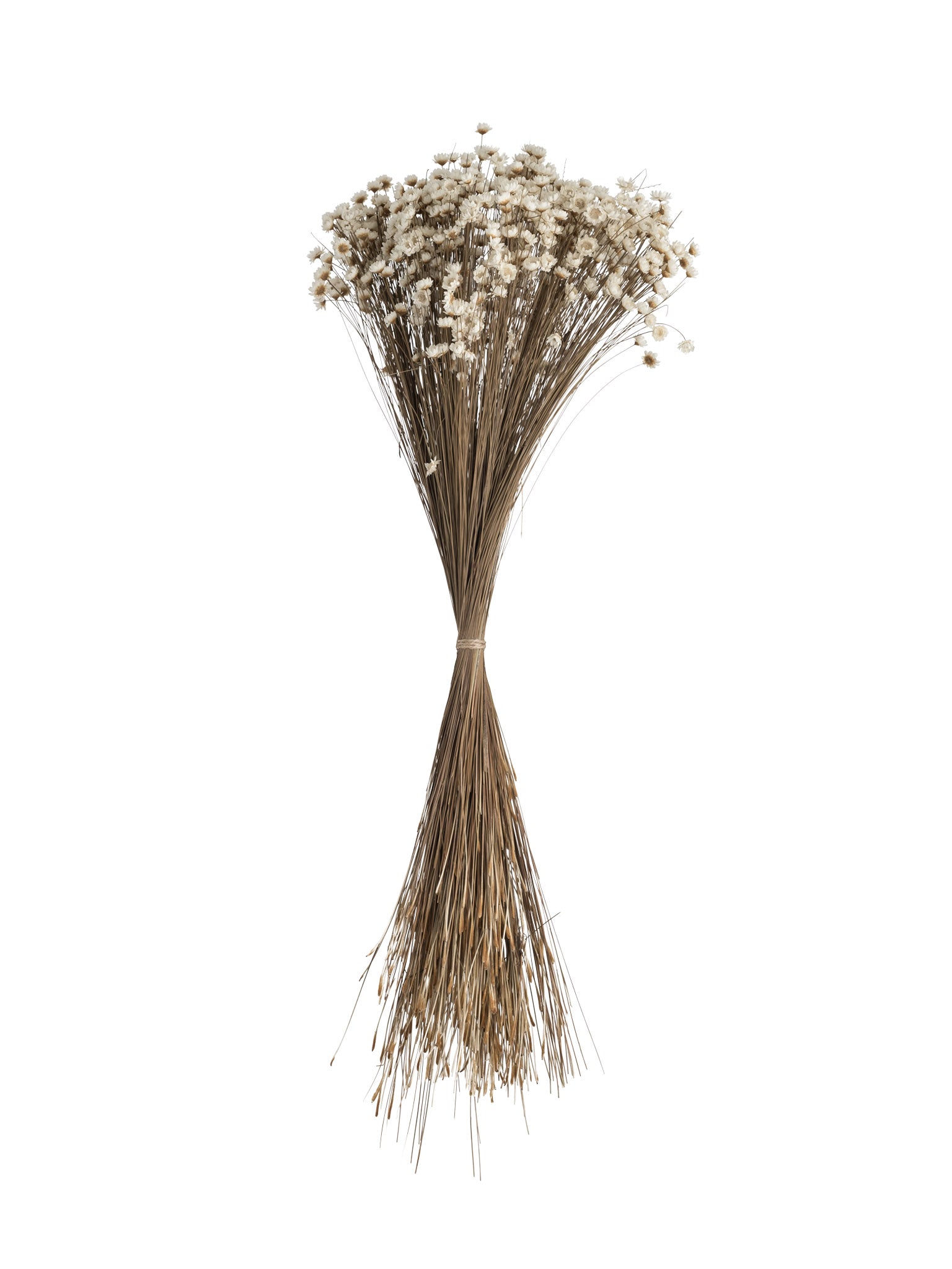 Dried Glixia