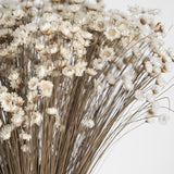 Dried Glixia
