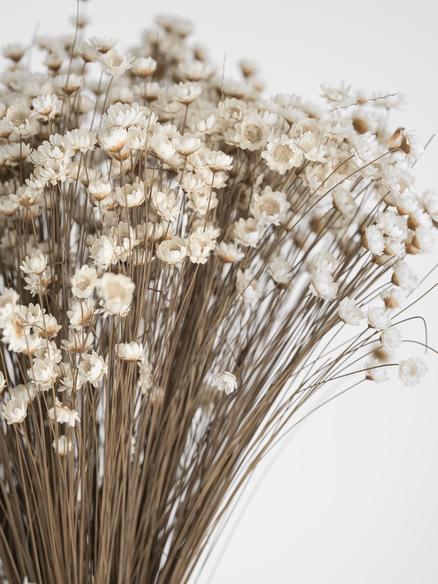 Dried Glixia
