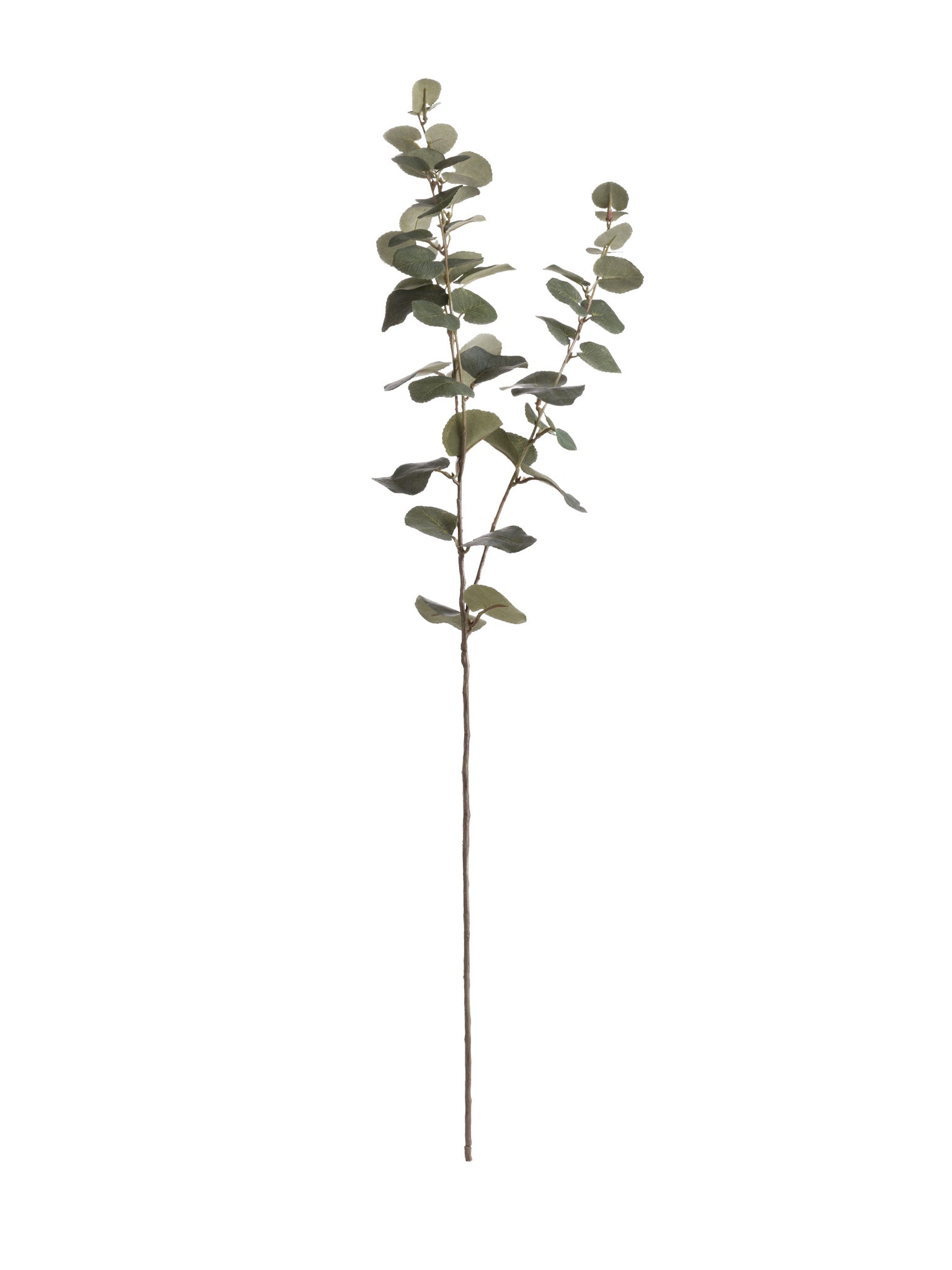 artificial eucalyptus stem