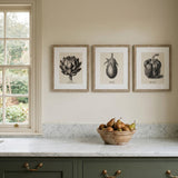 Vintage Vegtables Set of three Framed Prints