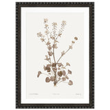 Sepia Floral II Framed Artwork with Bobble Frame