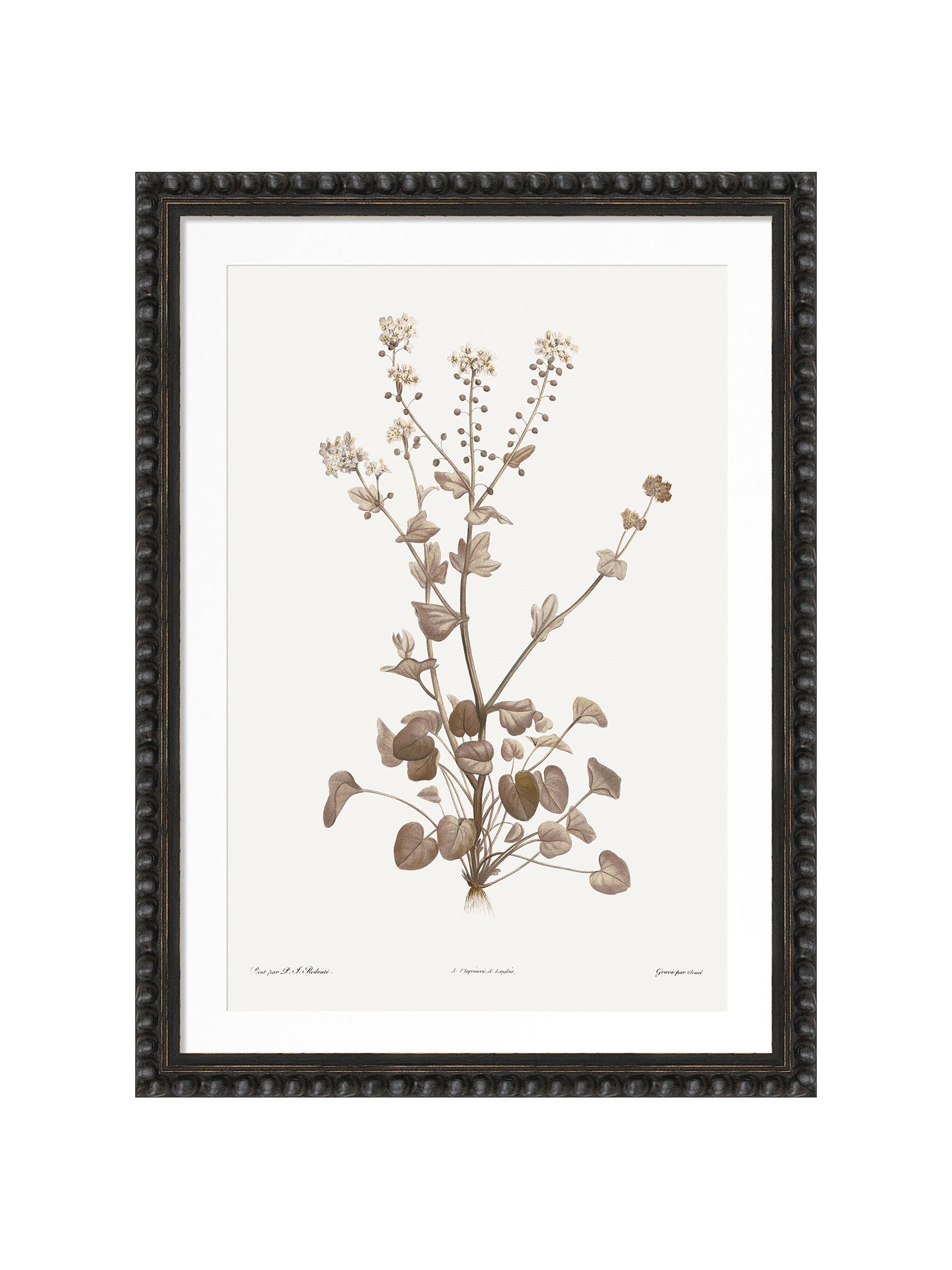 A framed botanical art print featuring a vintage-style illustration of a plant with delicate leaves and small flowers in muted brown and beige tones, set in a white mat and a dark textured bobble frame against a plain white background.
