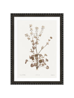 A framed botanical art print featuring a vintage-style illustration of a plant with delicate leaves and small flowers in muted brown and beige tones, set in a white mat and a dark textured bobble frame against a plain white background.