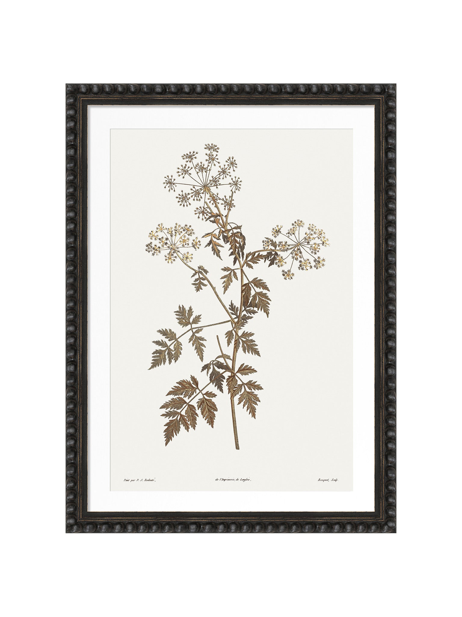 A framed botanical art print featuring a detailed illustration of a herb plant with leaves and small clusters of flowers in brown and muted gold tones on an off-white background, enclosed in a dark bobble frame.