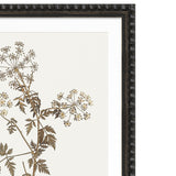 Sepia Floral III Framed Artwork with Bobble Frame