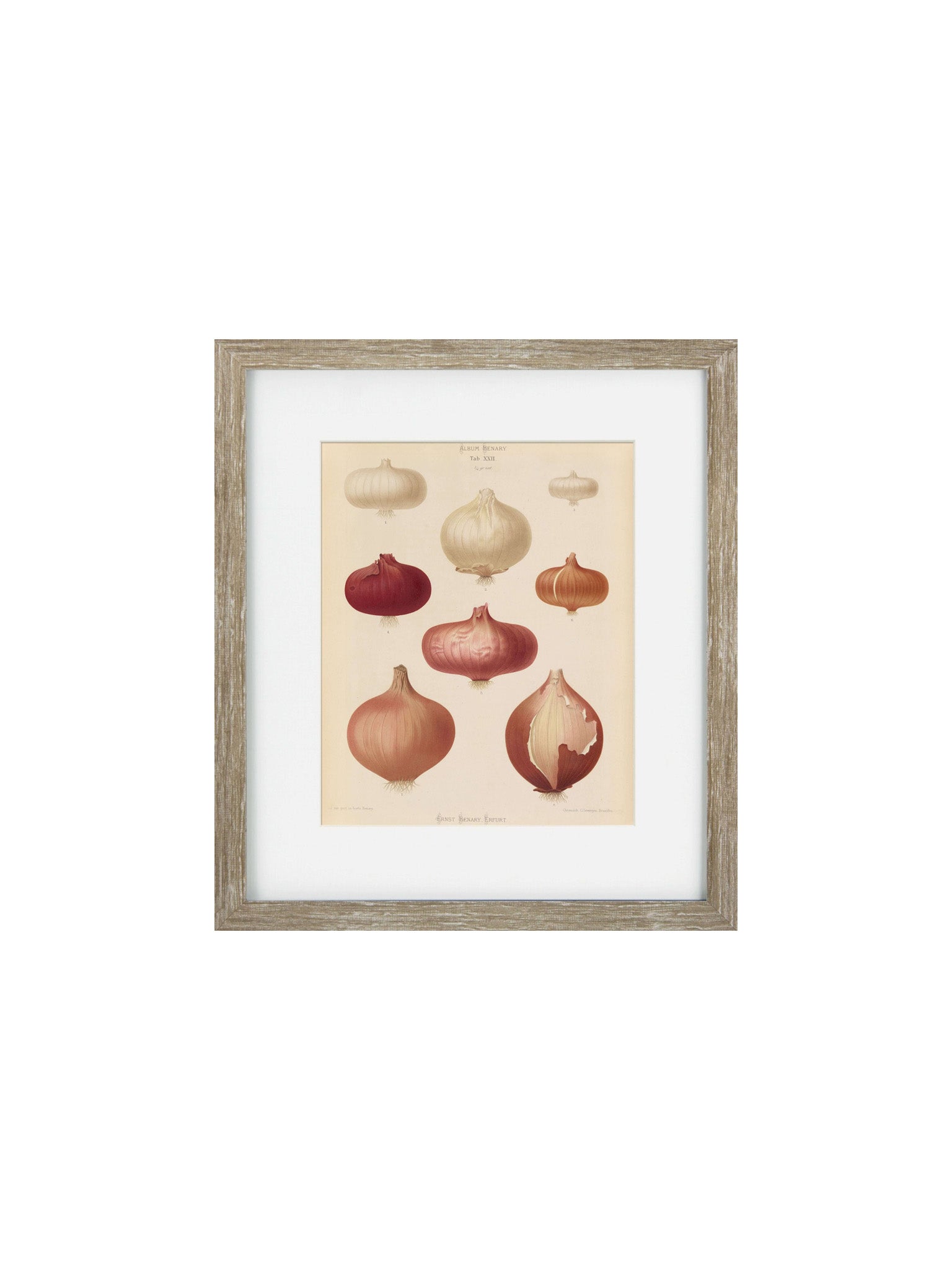 wooden framed onion print