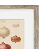 Vintage Veg III Framed Art Print
