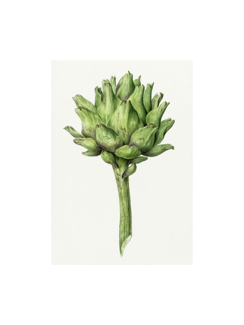 Vintage artichoke print