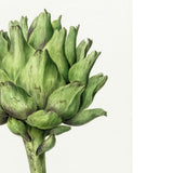 Vintage artichoke print