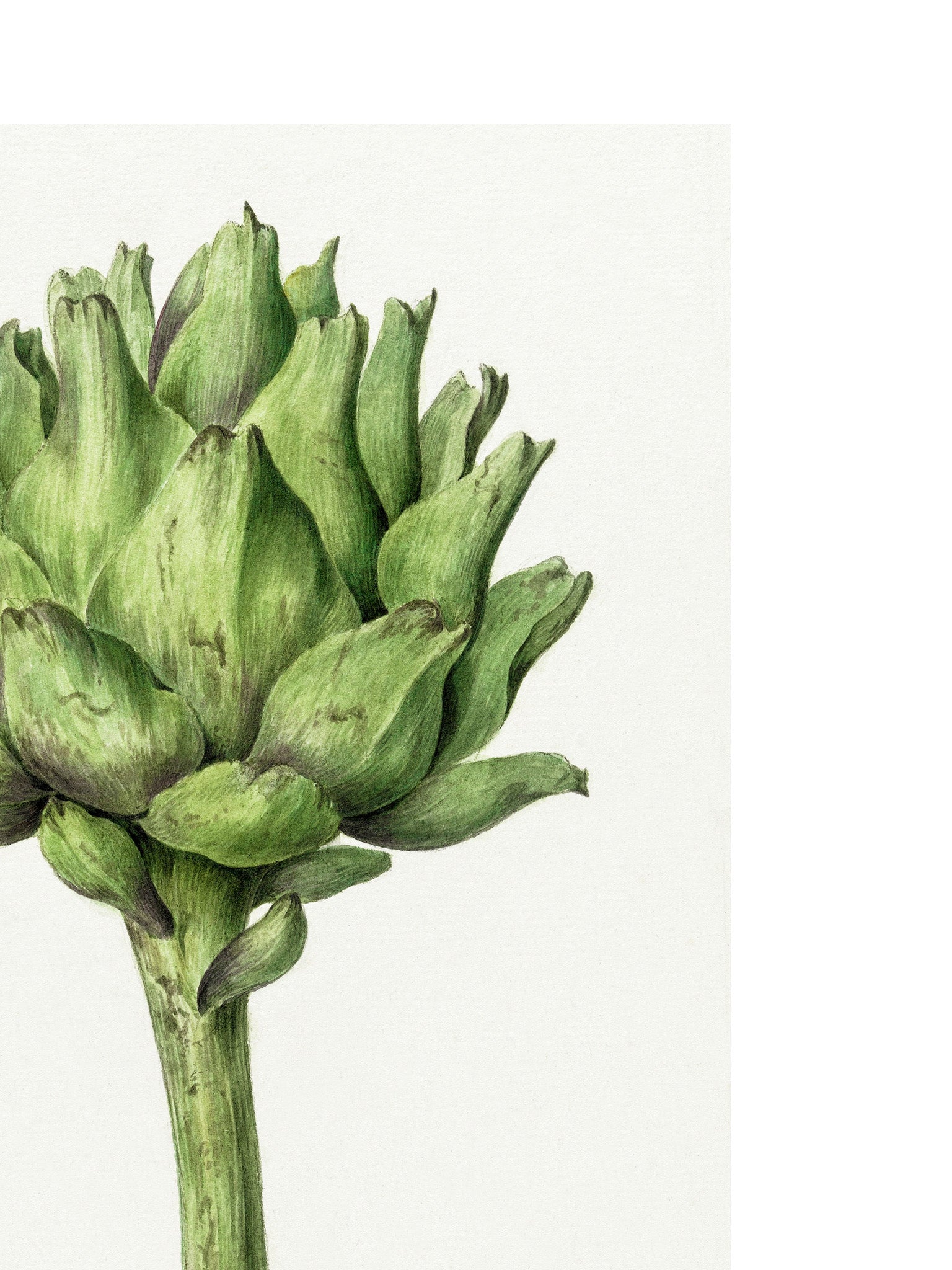 Vintage artichoke print