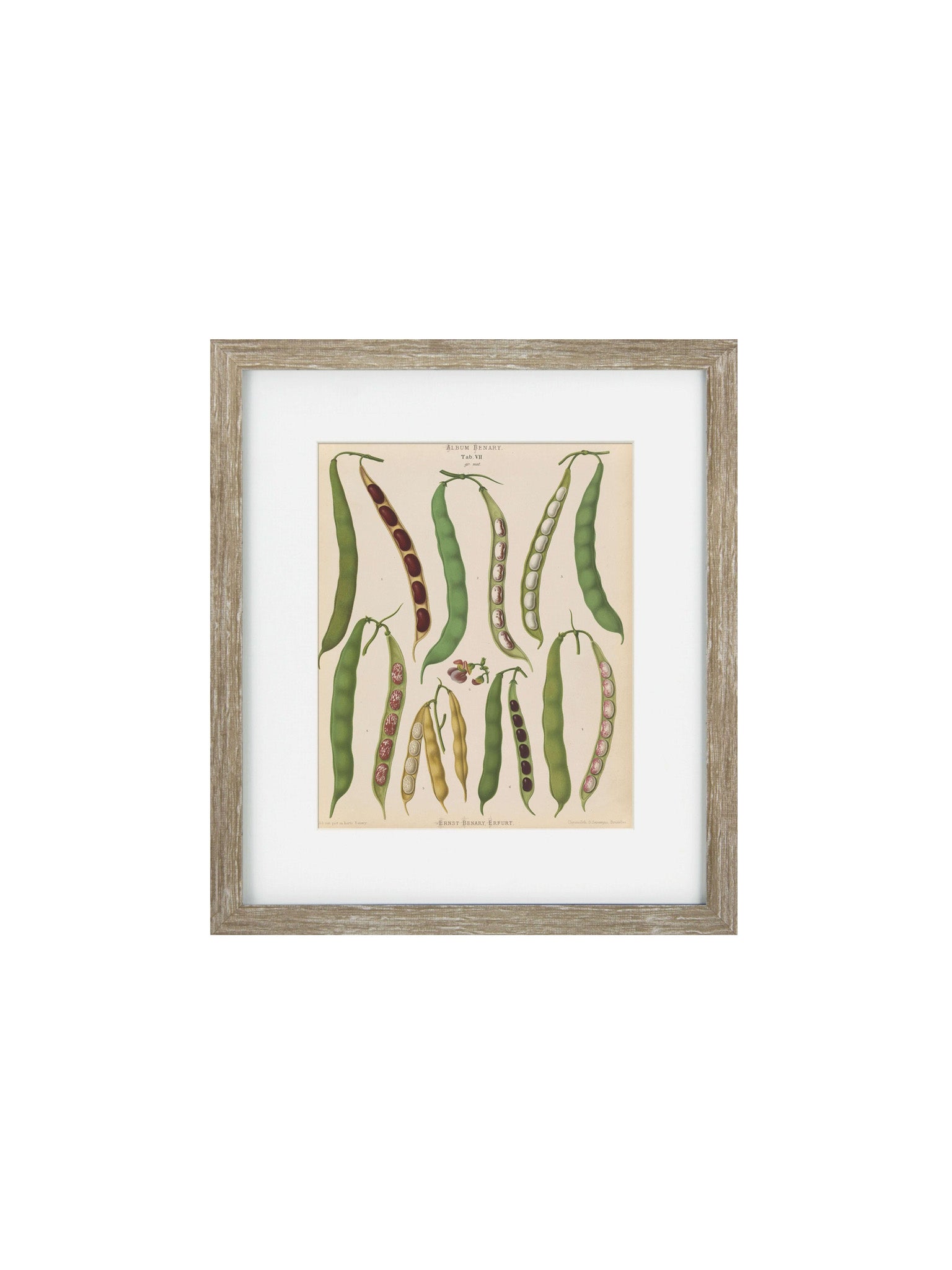 wooden Vintage Veg IV Framed Art Print 