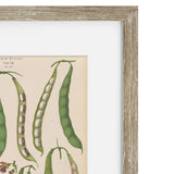 Vintage Veg IV Framed Art Print