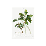 Set of Botanical Prints No.241 Digital Download