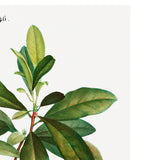Set of Botanical Prints No.241 Digital Download