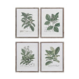 Vintage Herb Pictures Set of Four