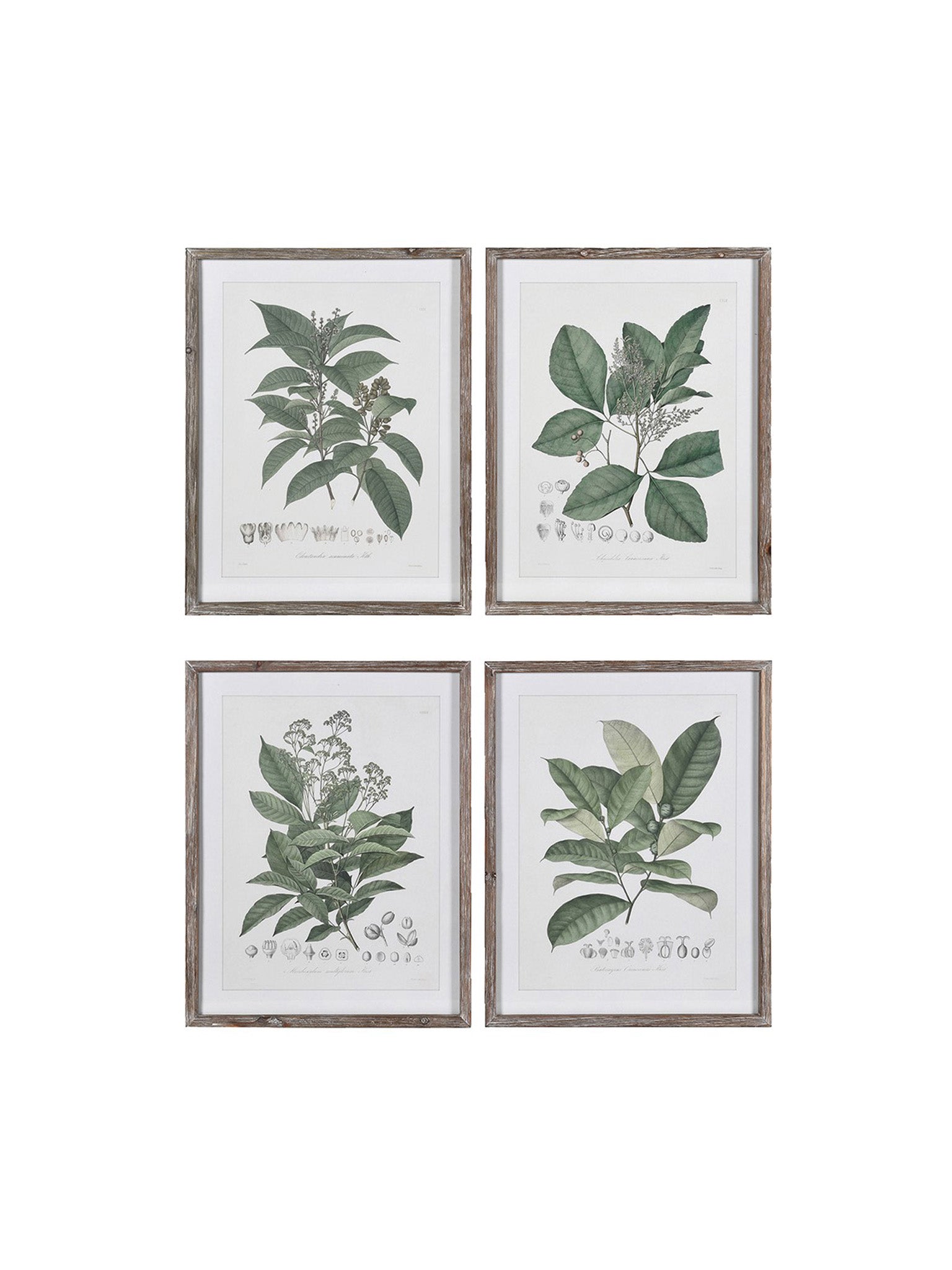 Wooden framed Vintage Herb Pictures Set of Four