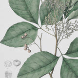 Vintage Herb Pictures Set of Four