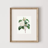 White Camillia Art Print