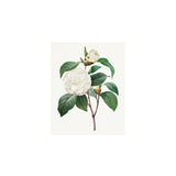 White Camillia Art Print