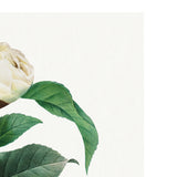 White Camillia Art Print