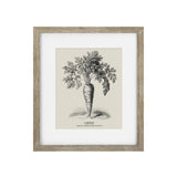 Vintage Carrot Framed Print