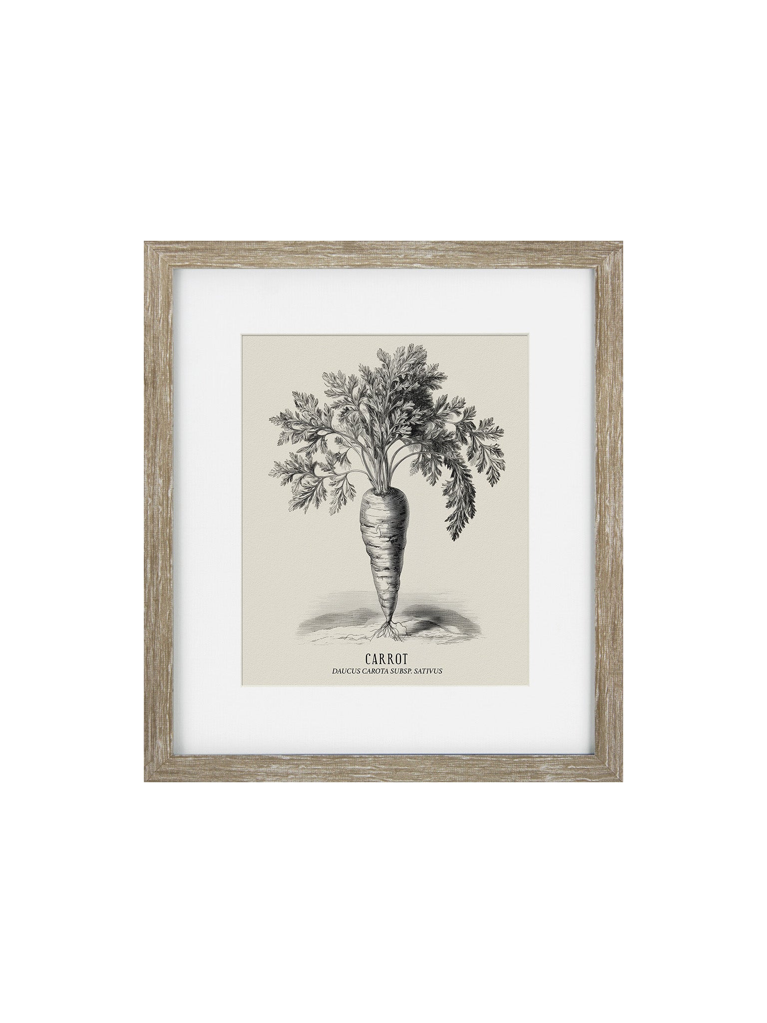 Framed artwork of a carrot illustration white boarder in a limed oak frame