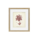 framed art print of coral 