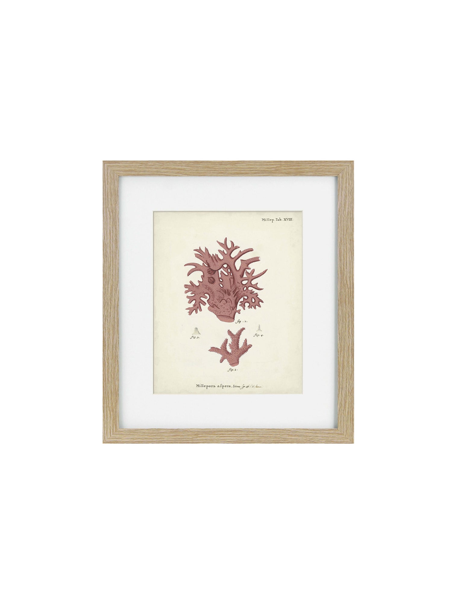 framed art print of coral 