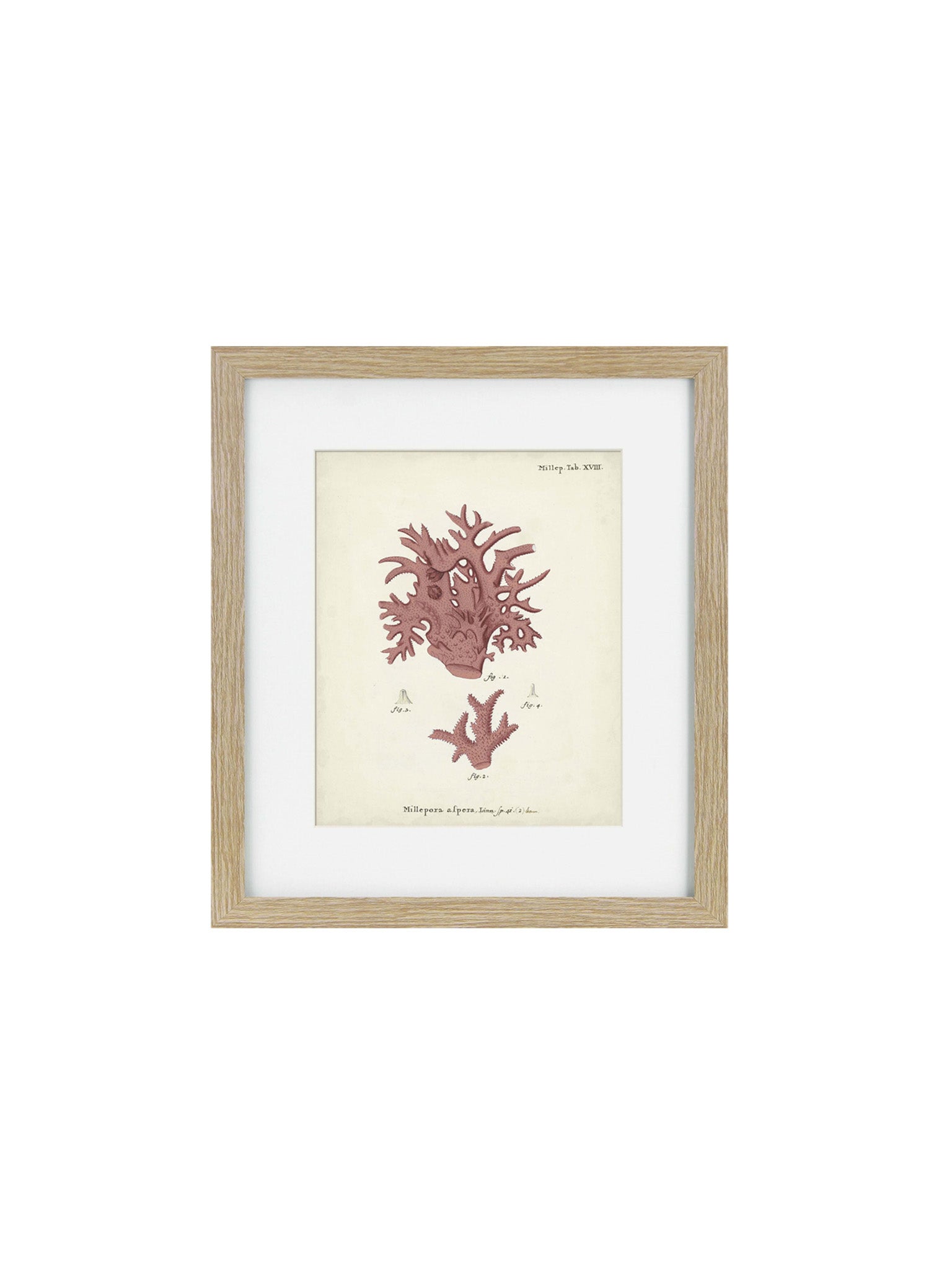 Wooden framed art print of coral 