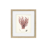 Antique Pink Coral Framed Art Print V