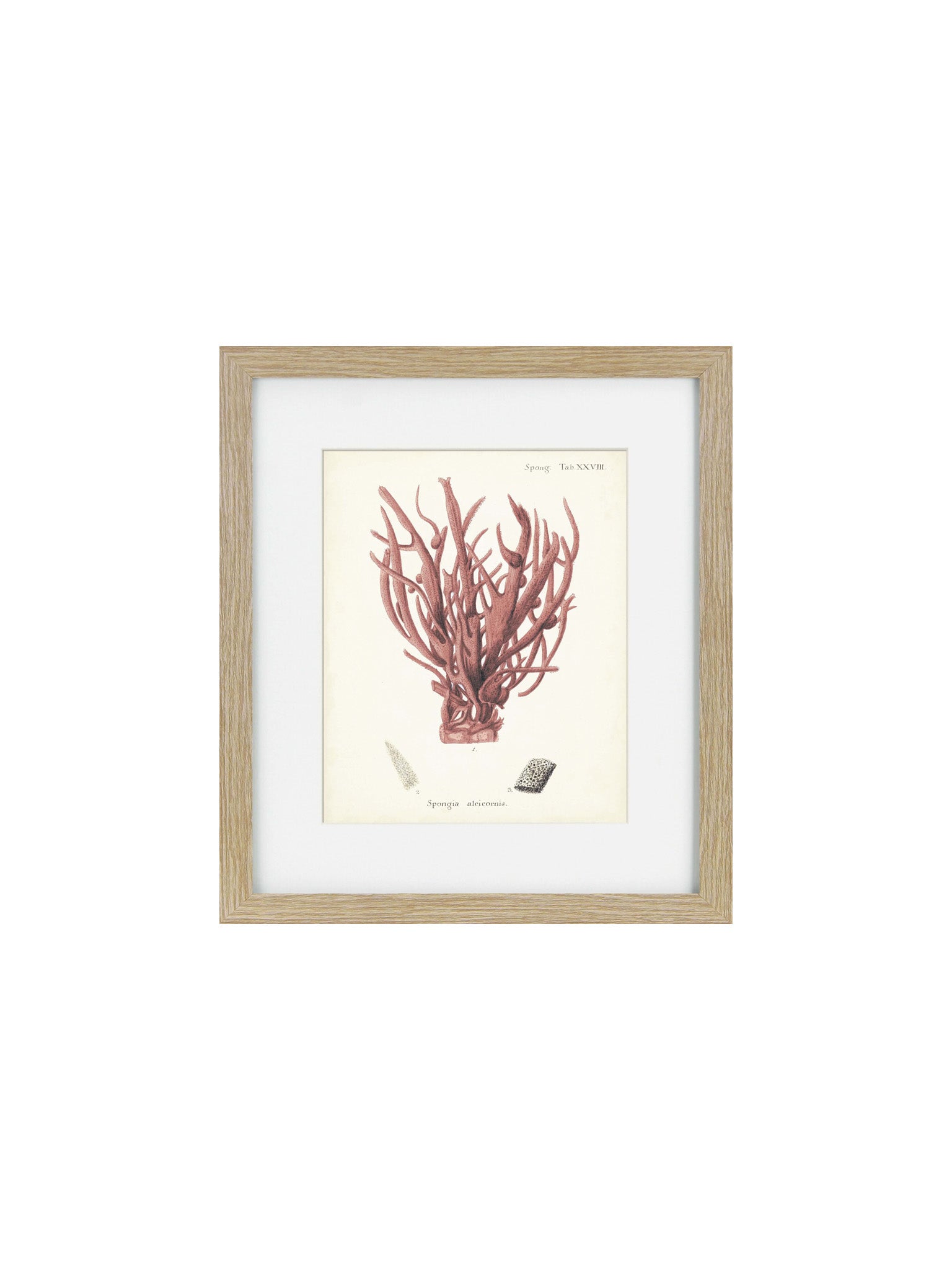 a wooden framed picture of a coral 