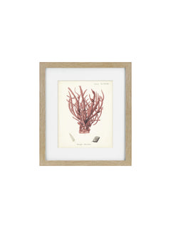 a wooden framed picture of a coral 