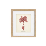 Antique Pink Coral Framed Art Print IV
