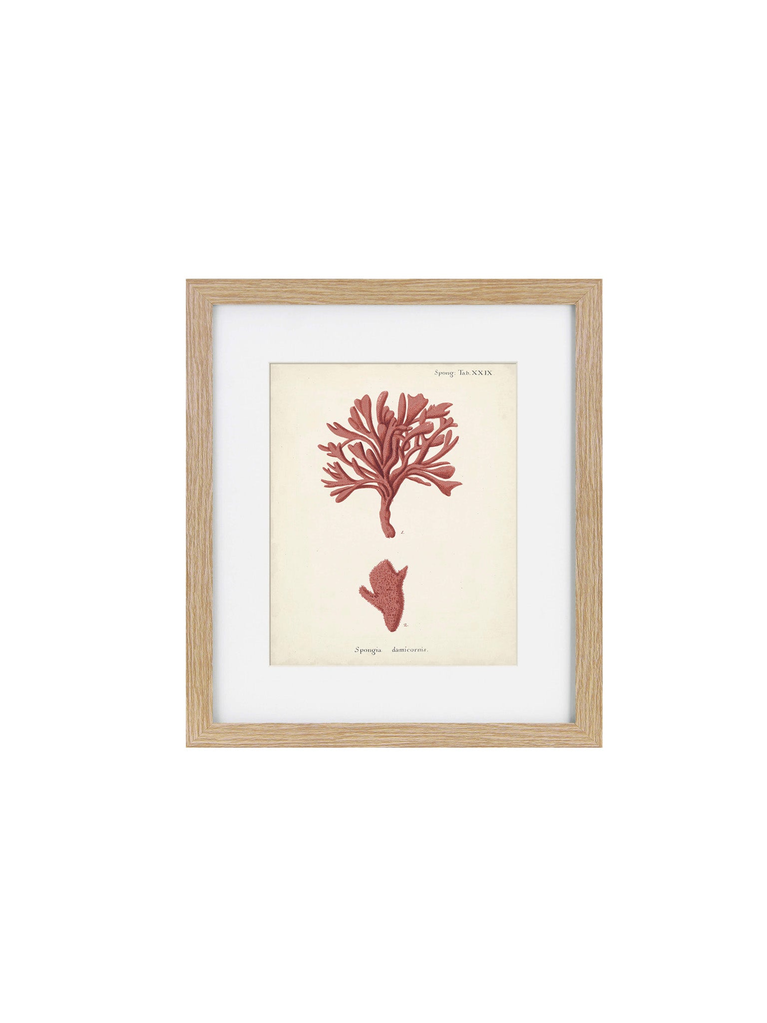 Wooden framed art print of coral 