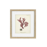 Antique Pink Coral Framed Art Print I