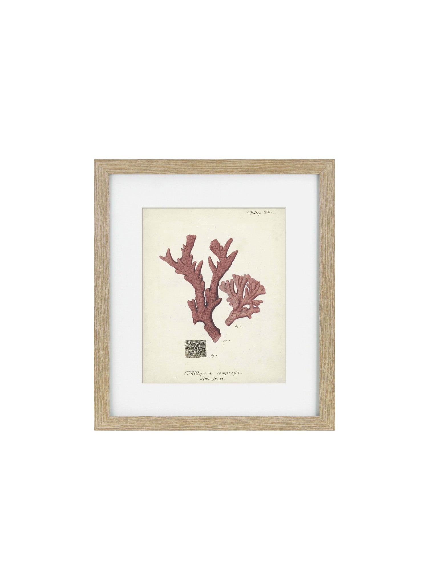 a wooden framed picture of a coral 