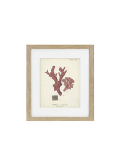 a wooden framed picture of a coral 